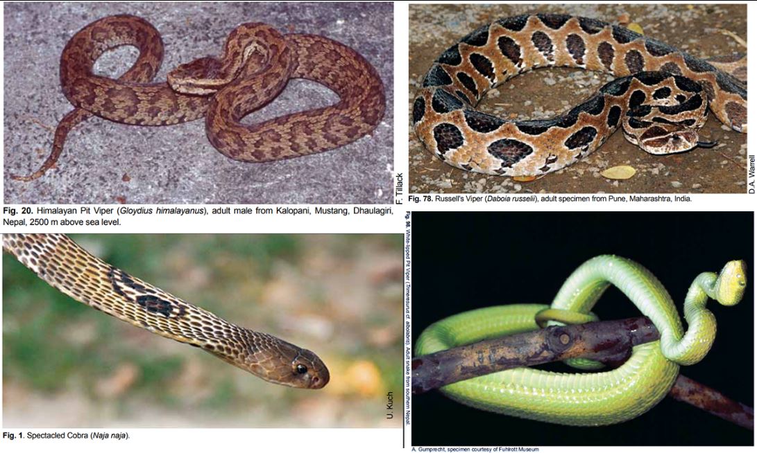Snakebite myths and realities Watch out for snakes this monsoon